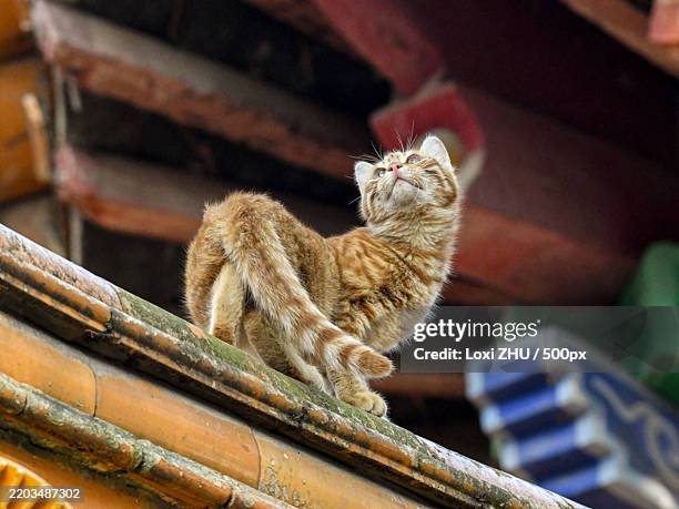 low angle view of cat on railing,kunming,yunnan,china - zhu zhu pets fotografías e imágenes de stock
