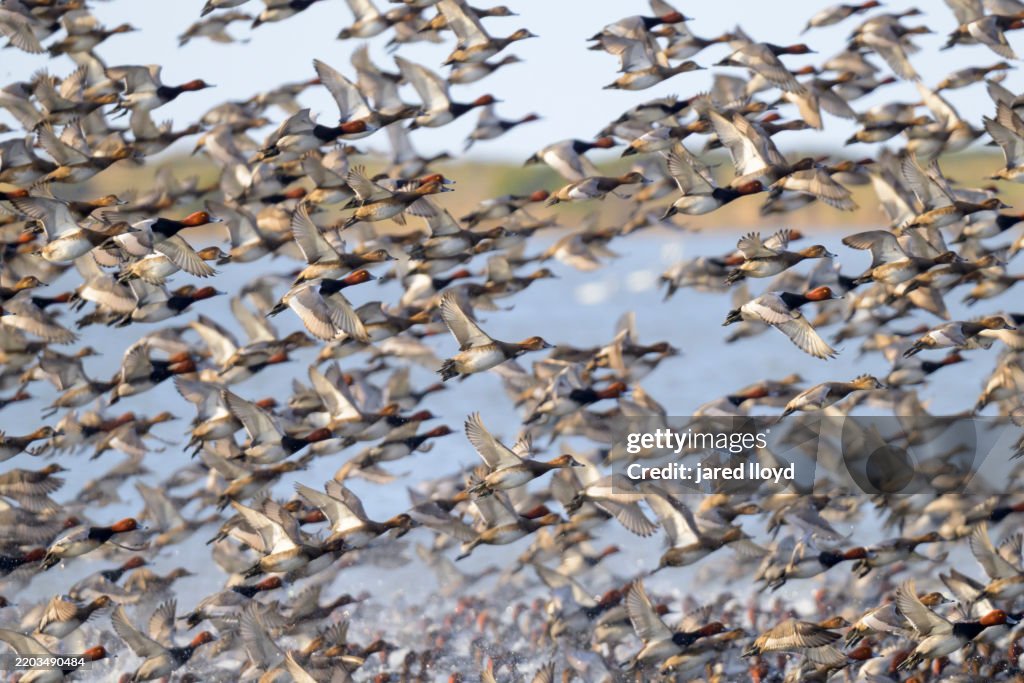 Extraordinary flock of redhead ducks in migration at Pea Island Wildlife Refuge