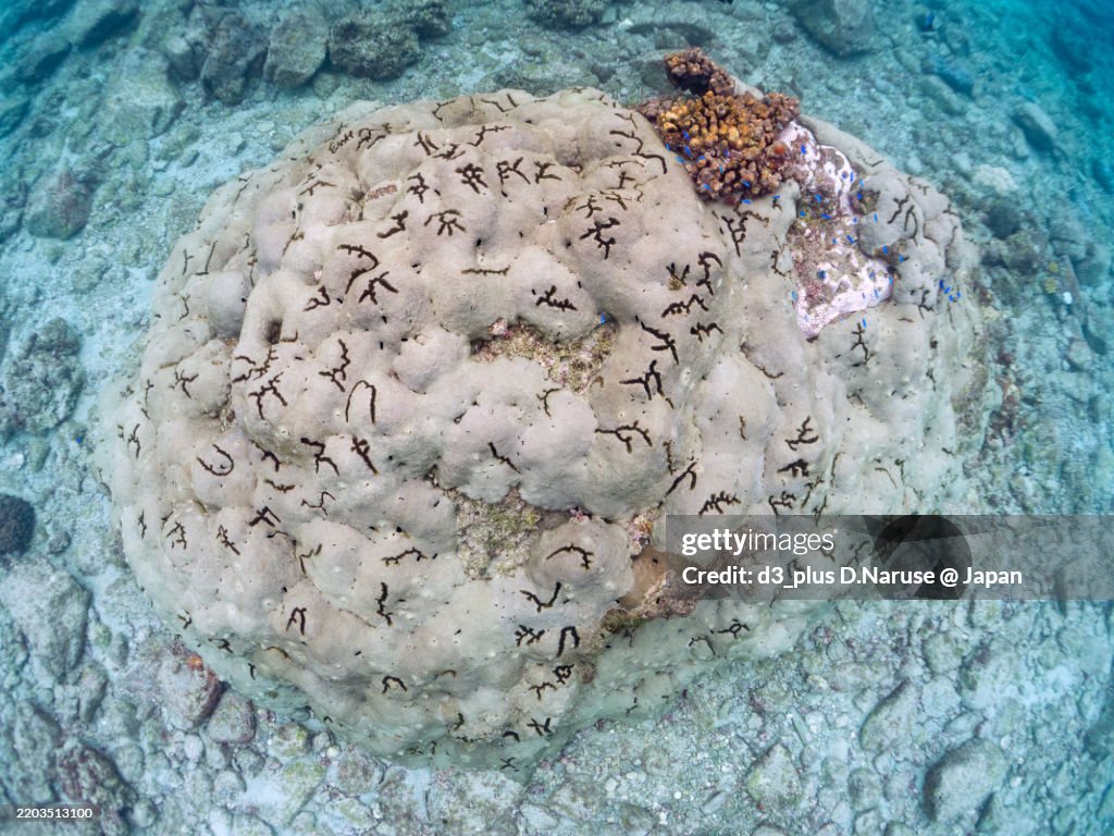 A group of corals, Acropora Pruinosa that have collapsed due to the bleaching phenomenon.
Shikinejima island, Izu Islands, Tokyo - 2024