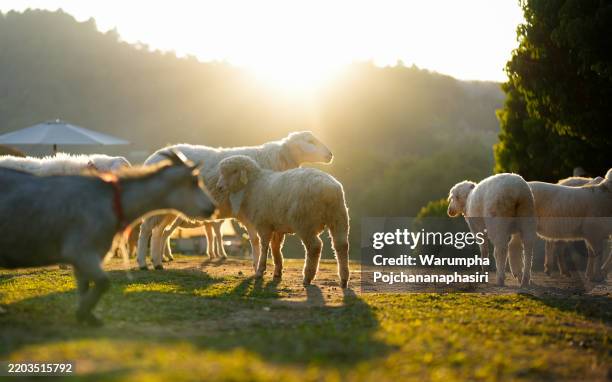 cute flock of sheep on a farm in the morning. - schapenboerderij stockfoto's en -beelden