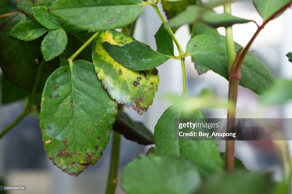 Spots On Roses Black Spot Problem On Rose Leaves Black Spot Is A Fungal Disease That ...