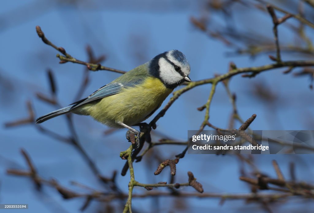 A Blue Tit, Cyanistes caeruleus, perching on a branch of a tree.