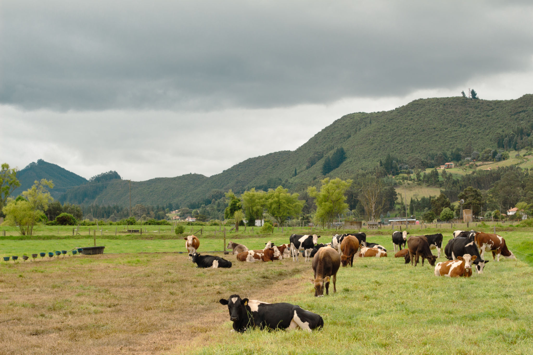exotic cattle