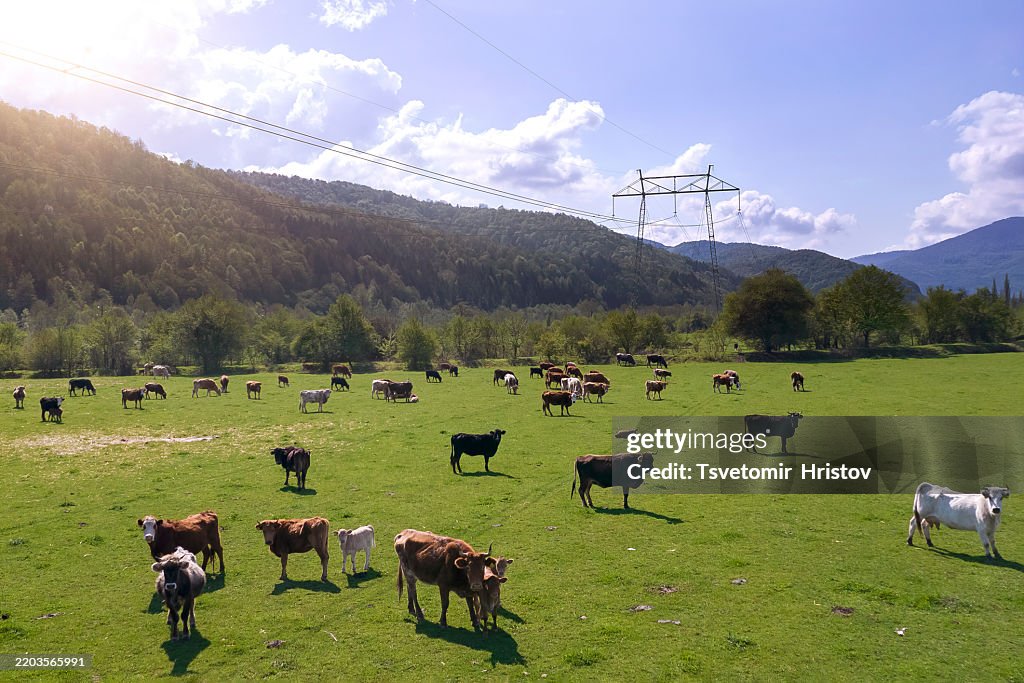 Aerial view of the herd of cows at green meadow near with river.