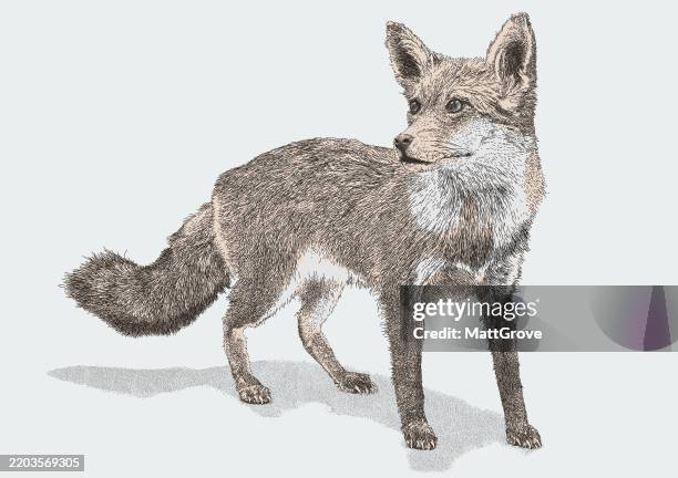 red fox - red fox stock illustrations