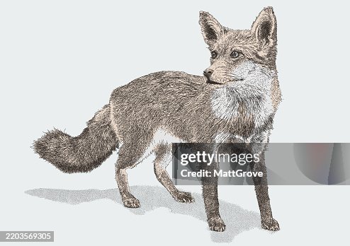 Red Fox Red Fox