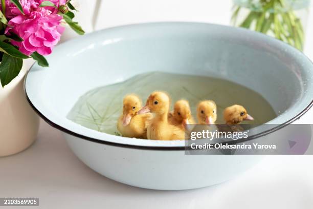 easter backgraund with duck and flowers - dodging stock pictures, royalty-free photos & images