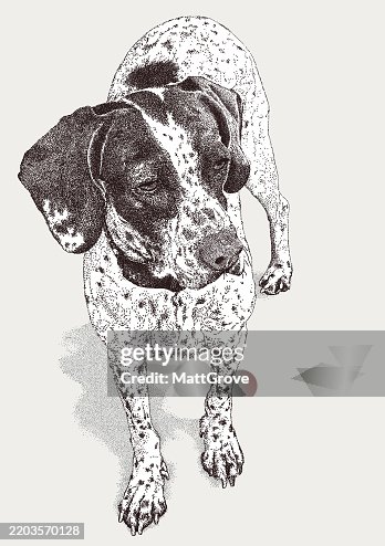 Brittany Spaniel. English Pointer Brittany Spaniel. English Pointer