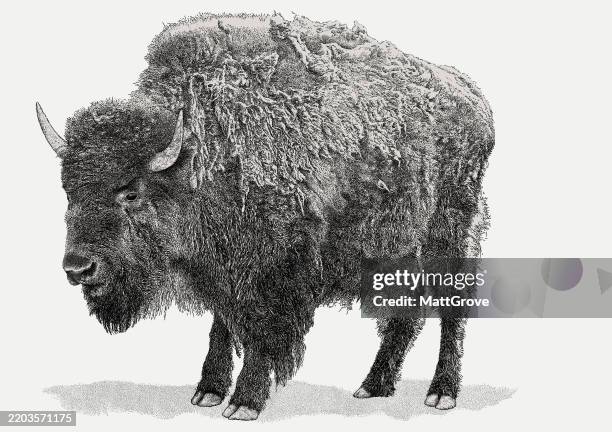 buffalo. european bison - american bison stock illustrations