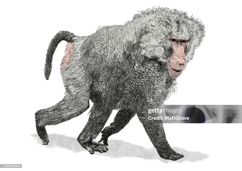Papio Hamadryas Baboon Walking