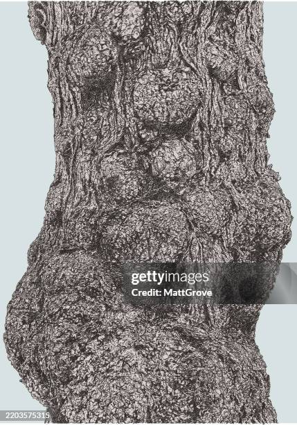 textured tree bark. camphor tree - tree bark stock illustrations