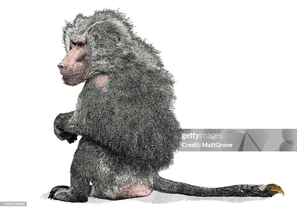 Seated Papio Hamadryas Baboon