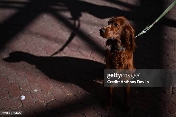 Red Setter sits outside the entrance to Crufts at National Exhibition Centre on March 06, 2025 in Birmingham, England. Over 20,000 dogs are taking...