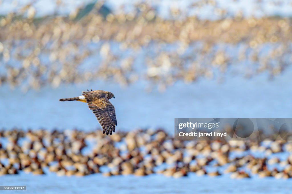 Northern Harrier Flying Above Redhead Duck Flock, Pea Island National Wildlife Refuge, North Carolina