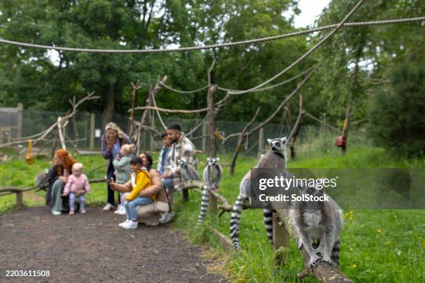 curious lemurs in zoo habitat - family day stock pictures, royalty-free photos & images
