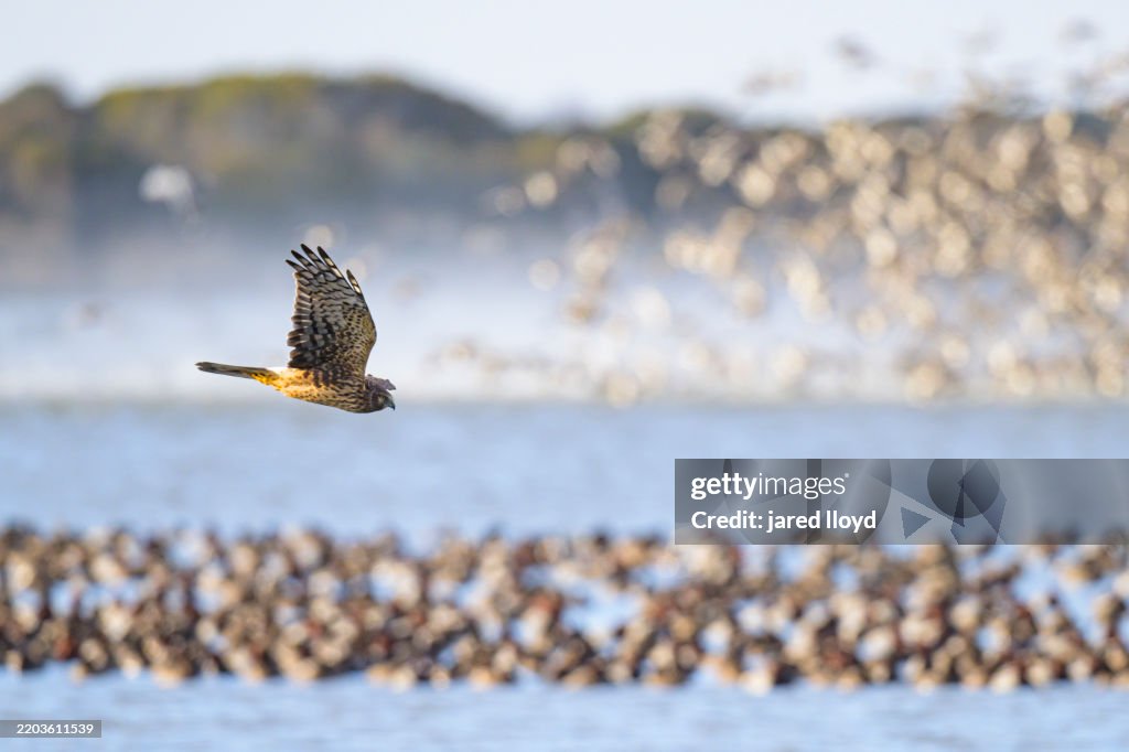 Northern Harrier Hunting Over Redhead Duck Flock, Pea Island National Wildlife Refuge, North Carolina