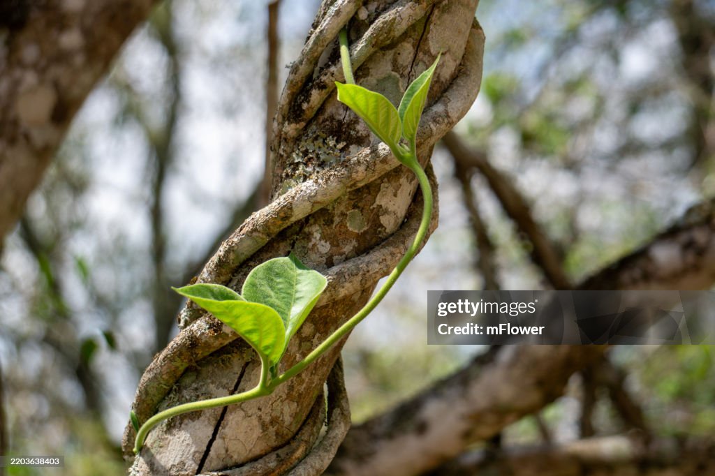 Climbing Vine Plant Twisting Around A Tree In Santa Cruz Bolivia Lush Green Leaves Creating A Natural Pattern In A Tropical Forest