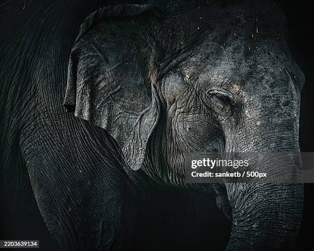 close-up of indian asian elephant - asiatischer elefant stock-fotos und bilder
