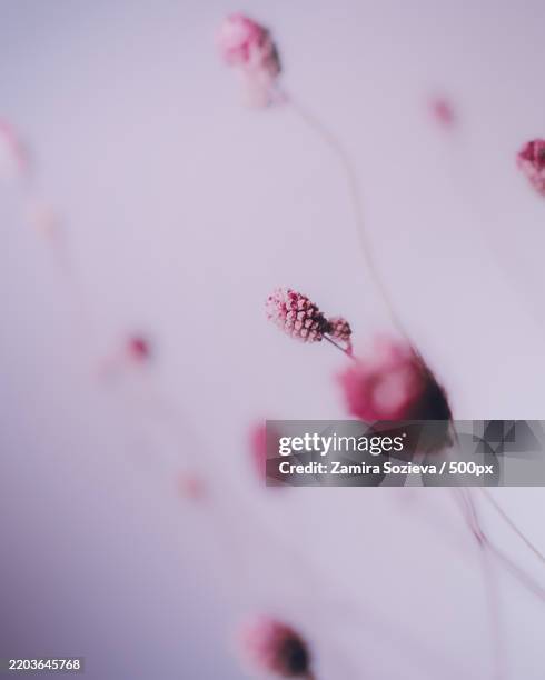close-up of pink flower - zamira stock pictures, royalty-free photos & images