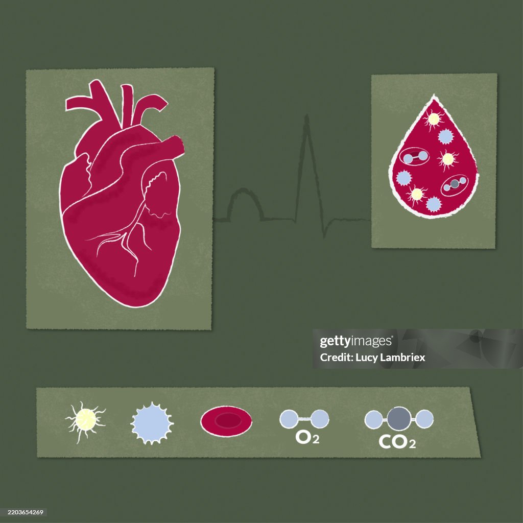 Illustration of a Human Heart