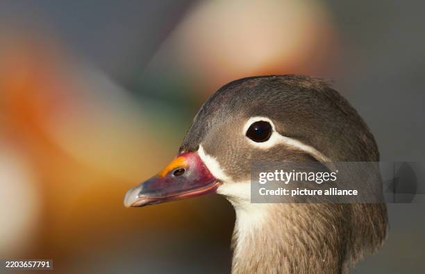March 2025, Berlin: . A mandarin duck stands by a pond. The species actually originates from East Asia. Captive refugees were then able to spread to...