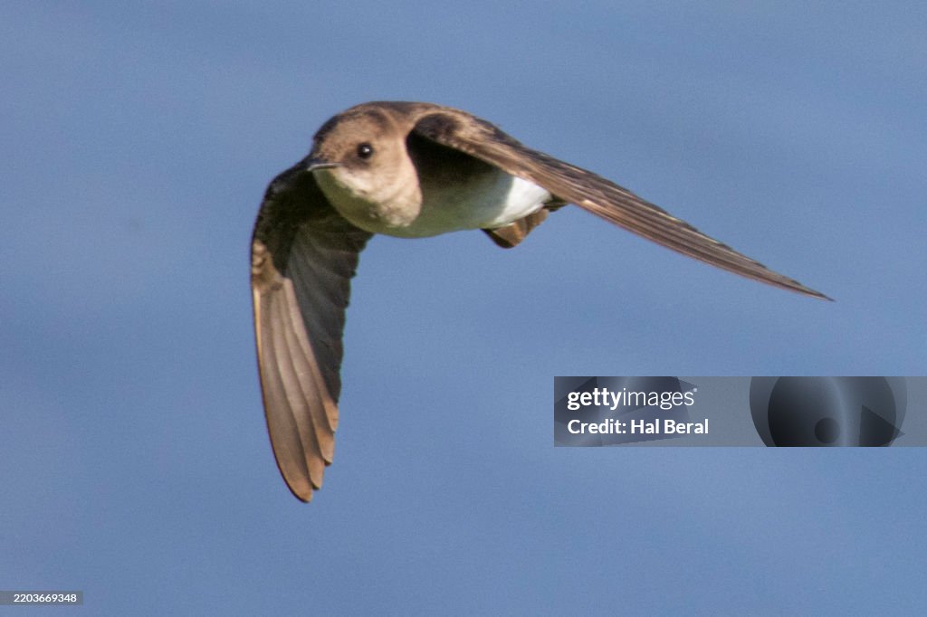 Northern Rough-Winged Swallow flying
