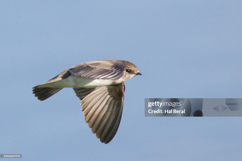 Northern Rough-Winged Swallow flying