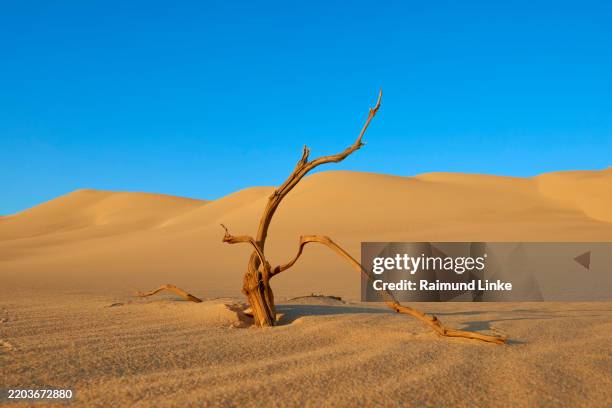 sand dune with withered tree trunk, matruh, great sand sea, libyan desert, sahara desert, egypt, north africa, africa - tronco fotografías e imágenes de stock