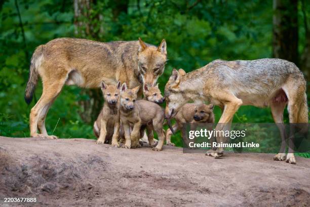 wolf (canis lupus), adult wolves, with four wolf cubs on a hill, summer - wolf cub stock pictures, royalty-free photos & images