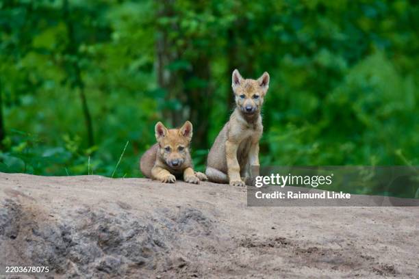 wolf cubs ( canis lupus), together on a hill - wolf cub stock pictures, royalty-free photos & images