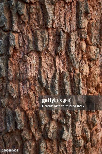 textured tree bark for rustic design - plant bark stock pictures, royalty-free photos & images