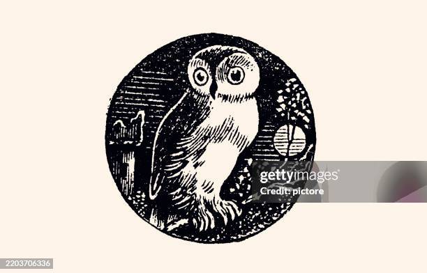 bildbanksillustrationer, clip art samt tecknat material och ikoner med owl in the moonlight on a tree branch, waiting for its prey xxl - uggla
