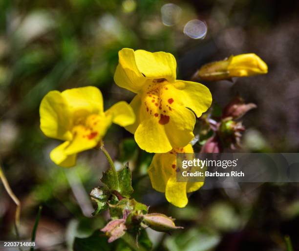 close-up of yellow seep monkeyflower - mimulus guttatus - wildflower at table mt. ecological reserve in northern california - monkeyflower stock pictures, royalty-free photos & images