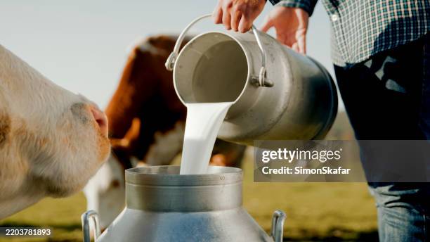 bauer gießt frische milch in metalldose auf sonnigem bauernhof - milch stock-fotos und bilder