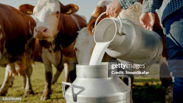 farmer pouring fresh milk outdoors on sunny dairy farm - desnatadeira imagens e fotografias de stock