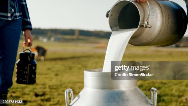 farmer pouring fresh milk into steel can on sunny farm - desnatadeira imagens e fotografias de stock