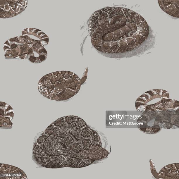 snakes repeat pattern. adder, rattlesnake, cat-eyed snake - terrarium stock illustrations