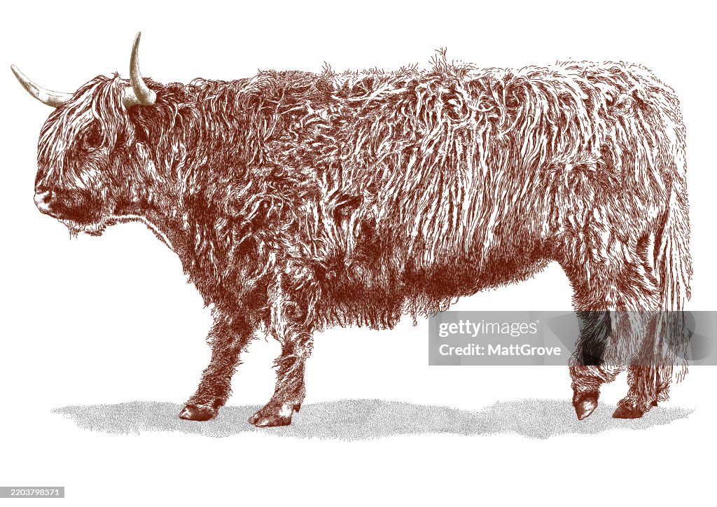 Aberdeen Angus Highland Bull Seitenansicht