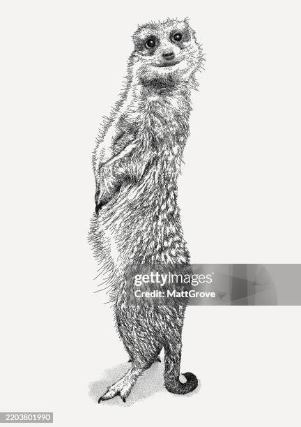 meekat suricata suricatta mongoose - meerkat stock illustrations