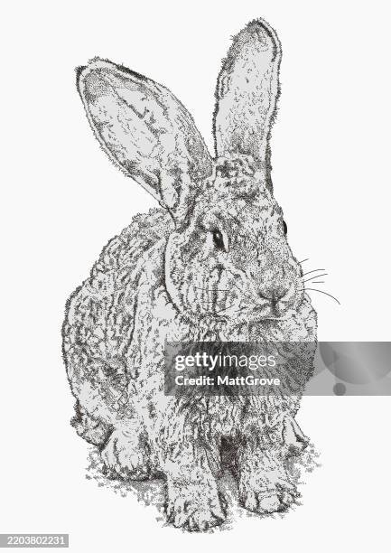 buck rabbit domestic pet - hare stock illustrations