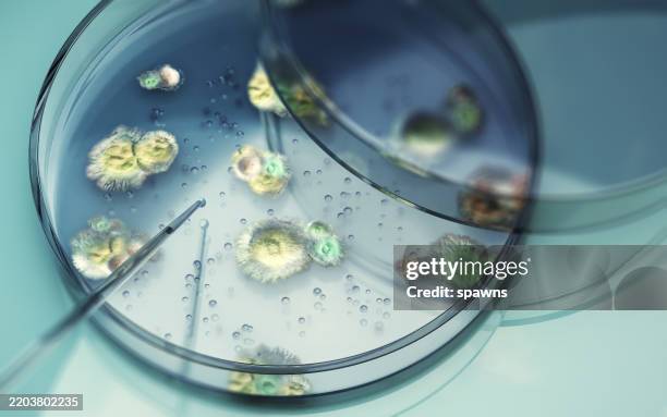 test du liquide d’une pipette en verre à des champignons moisis dans une boîte de pétri sur fond réfléchissant - boîte de pétri photos et images de collection