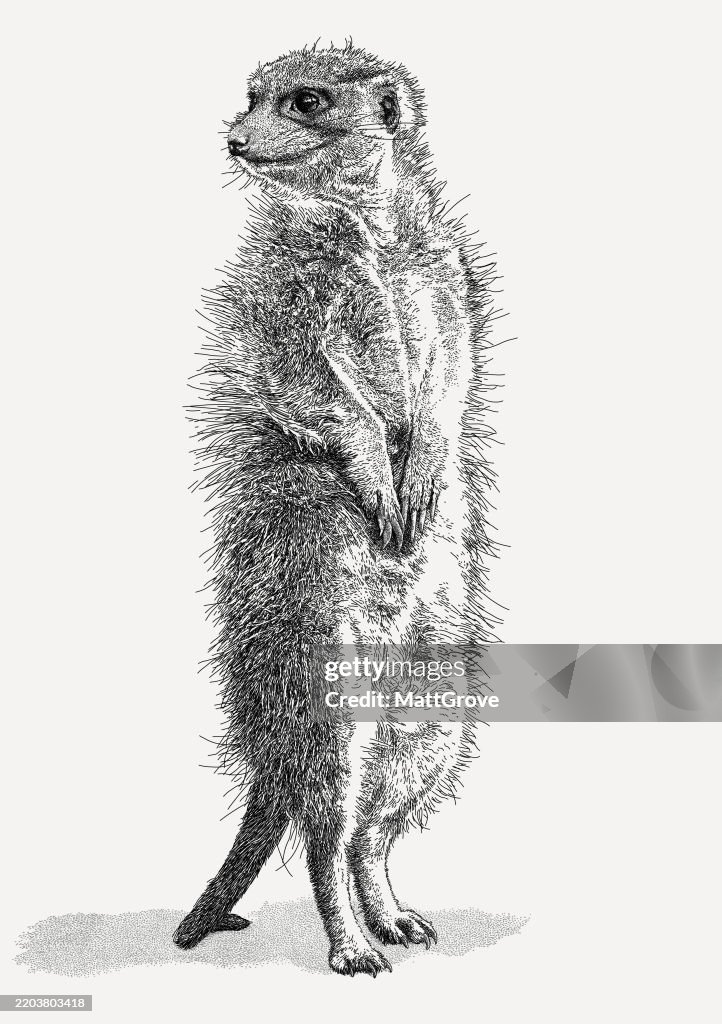 Meerkat Mongoose Standing