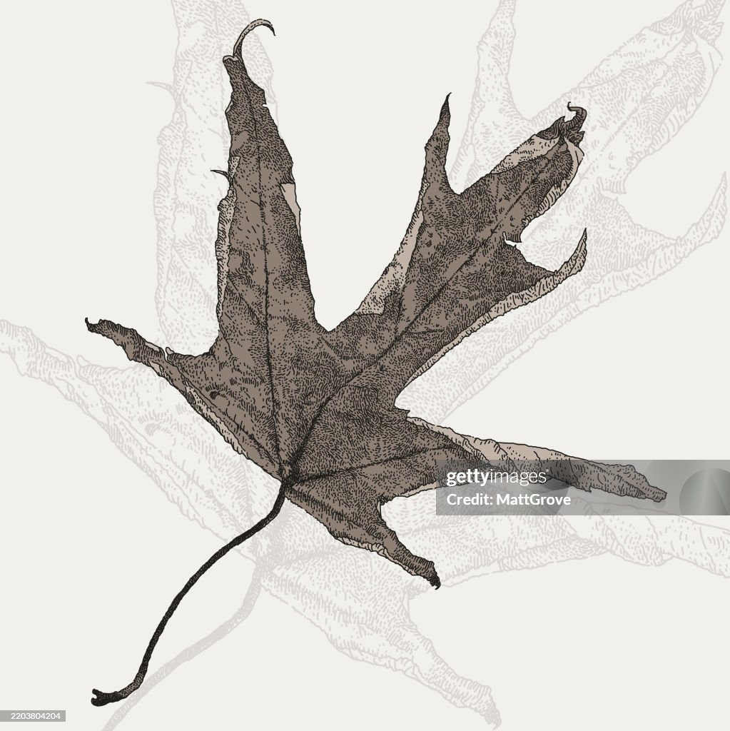 Acer Autumn Leaf Detail