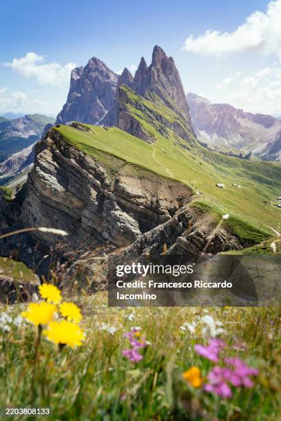 flowers on mountain trail, dolomites, italy. - swiss alps stock pictures, royalty-free photos & images