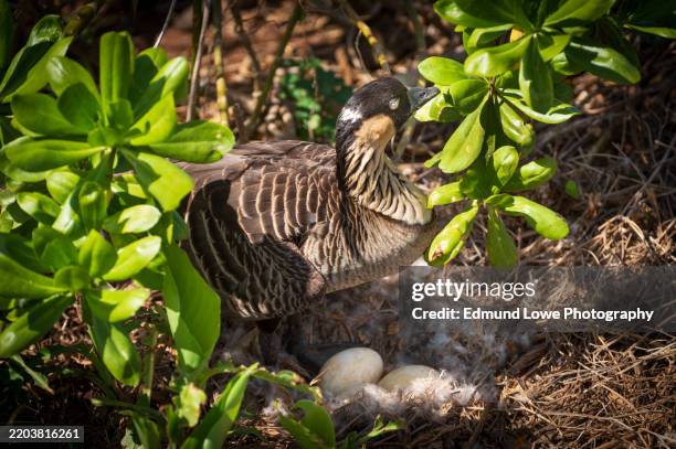 the endangered hawaiian nēnē (goose) nests in shallow scrapes on the ground, lined with down and plant material. - kilauea kauai hawaii stock pictures, royalty-free photos & images