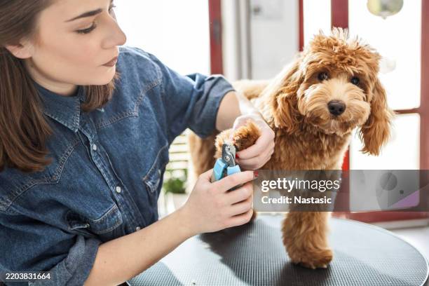 adorable poodle getting its nails trimmed at grooming salon - cabeleireiro de animais imagens e fotografias de stock