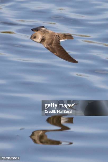 northern rough-winged swallow flying with reflection - northern rough winged swallow stock pictures, royalty-free photos & images