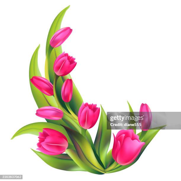 realist pink tulips border isolated on a transparent background - corner border stock illustrations