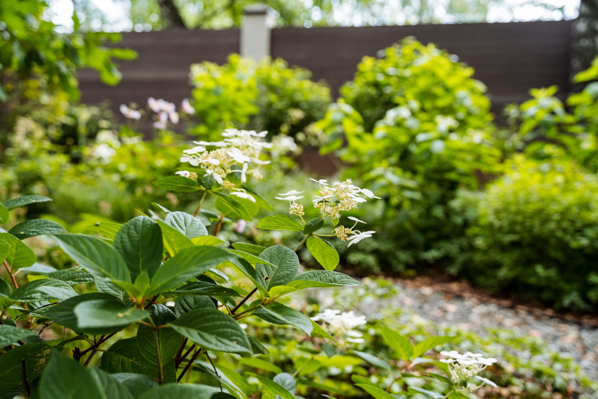 backyard oasis