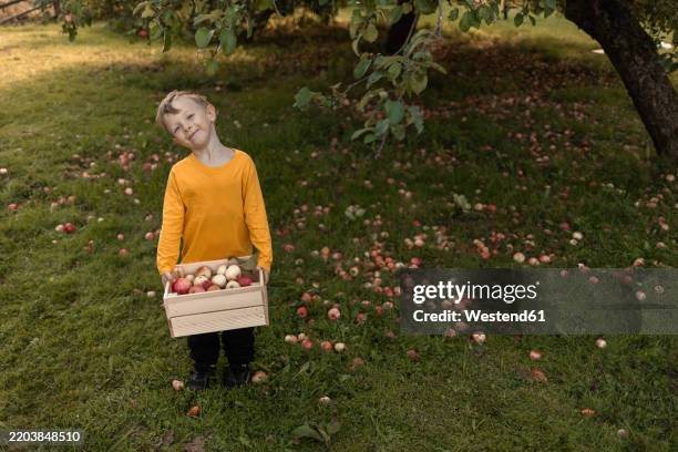 cute blond boy holding box full of apples in orchard - apple tree stock pictures, royalty-free photos & images